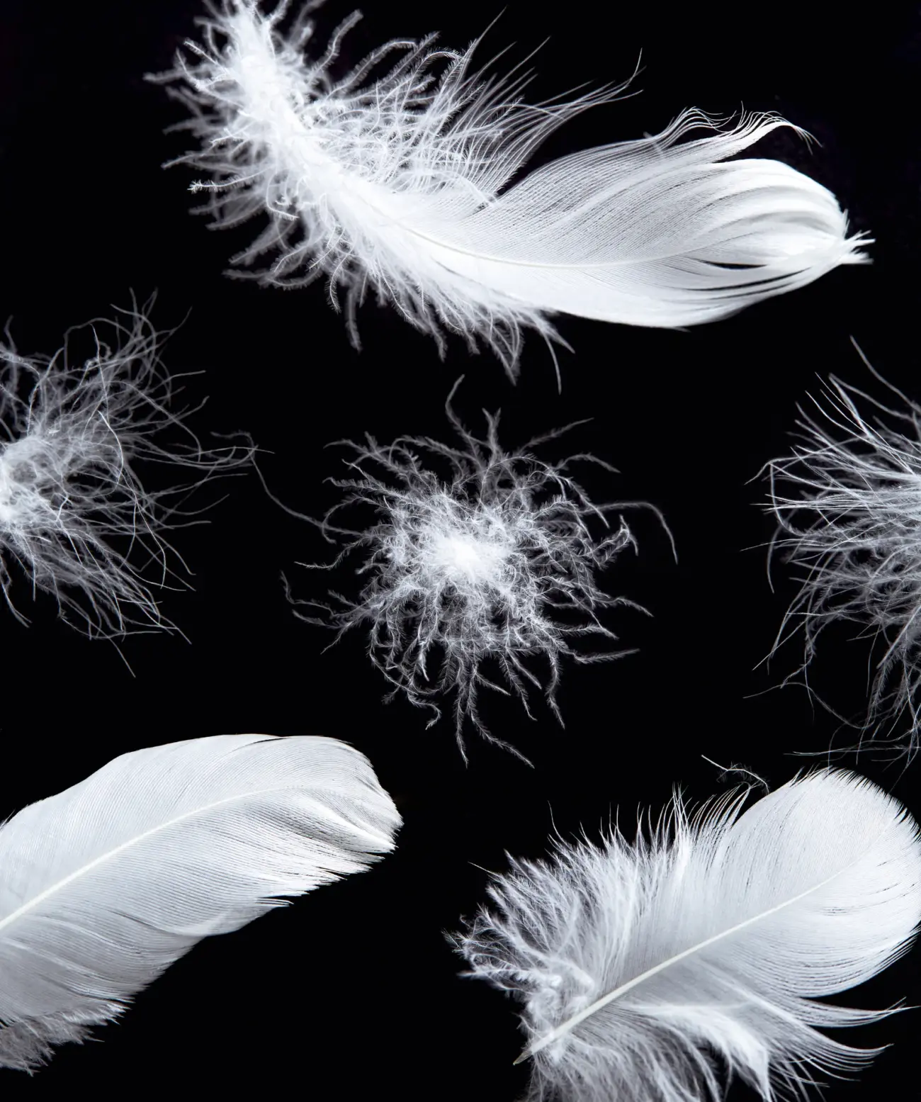 Kopfkissen 3-Kammerkissen PREMIUM soft stützend Brinkhaus 6 Kopfkissen 3-Kammerkissen PREMIUM soft stützend Brinkhaus – Bild 6