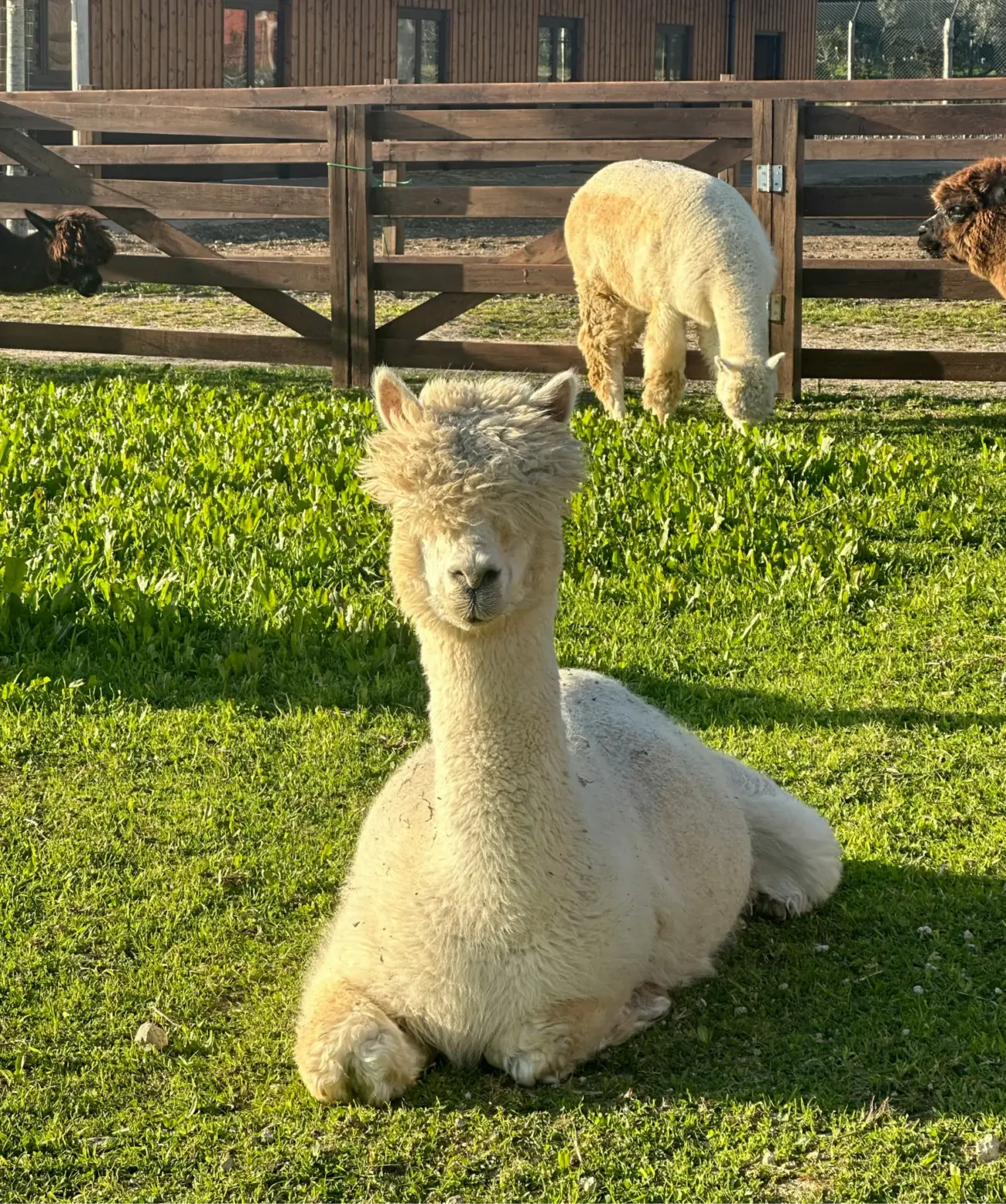 Ganzjahres-Steppbett Alpaka Mono Brinkhaus 4 Ganzjahres-Steppbett Alpaka Mono Brinkhaus – Bild 4