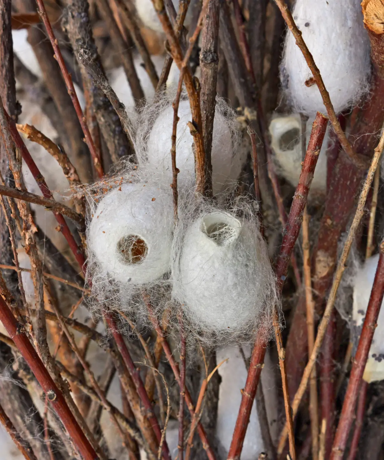 Sommer-Wildseidensteppbett Tussah leicht Brinkhaus 4 Sommer-Wildseidensteppbett Tussah leicht Brinkhaus – Bild 4